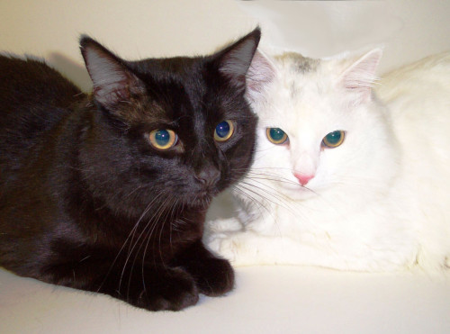 cats-black-and-white