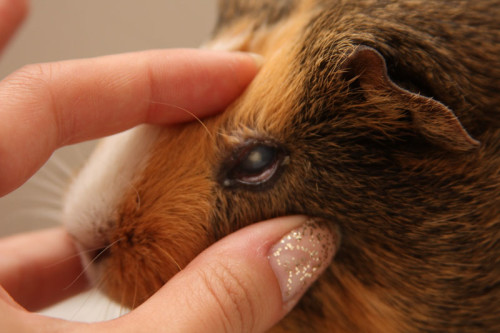 lecenie-glaza-guinea-pig