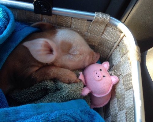 minipig_sleeping
