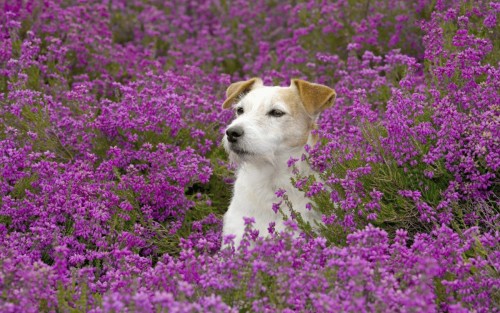 dog5