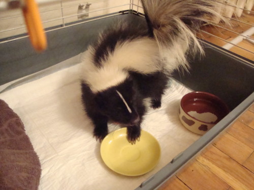 scunk2